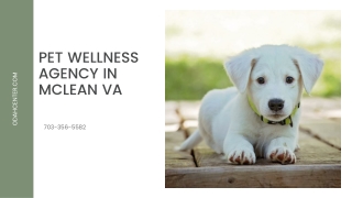 Pet Wellness Agency in McLean VA