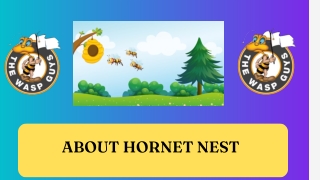 ABOUT HORNET NEST