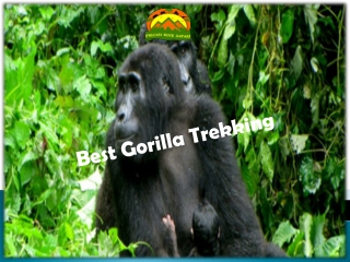 Best Gorilla Trekking