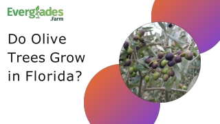 Do Olive Trees Grow in Florida?