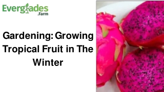 Gardening Growing Tropical Fruit in The Winter