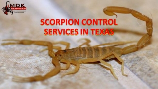 Scorpion Control Services in Texas