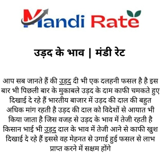 उड़द के भाव  मंडी रेट