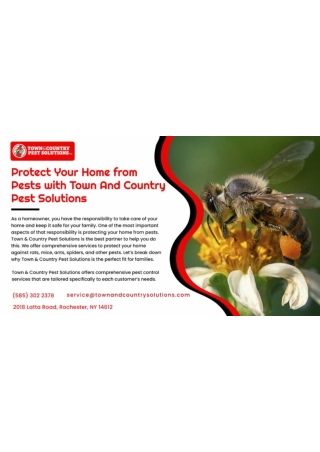 Bee Control Rochester | Syracuse Wildlife Control