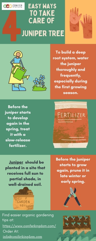 4 Easy Ways To Take Care Of Your Juniper Tree