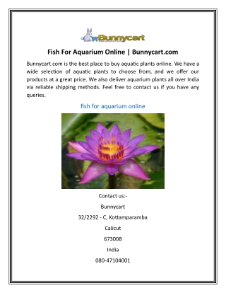 Fish For Aquarium Online | Bunnycart.com