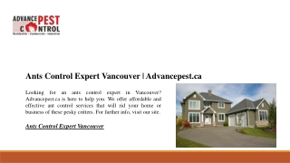 Ants Control Expert Vancouver | Advancepest.ca