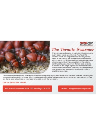 Residential pest control San diego termites