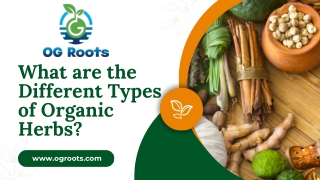What are the Different Types of Organic Herbs