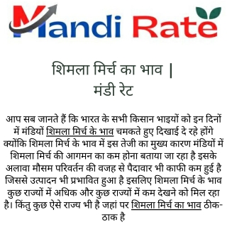 शिमला मिर्च का भाव  मंडी रेट
