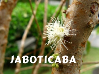 Jaboticaba (Yveta)