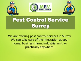 Pest Control Service Surrey