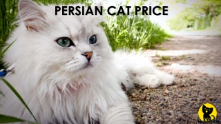 Persian cat price