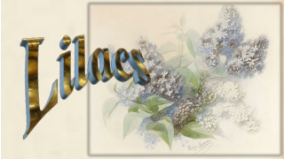 Flowering lilacs for celebrate spring1