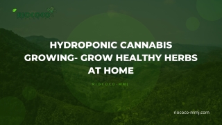 Hydroponic Cannabis Growing- Grow Healthy Herbs at Home