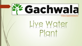 Water Live Plant