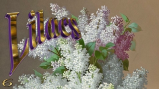 Flowering lilacs for celebrate spring6