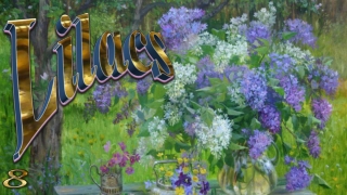 Flowering lilacs for celebrate spring8