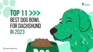 Top 11 Best Dog Bowl For Dachshund In 2023