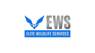Bat Removal - Elite Wildlife Services