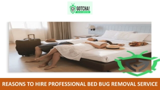 Reasons to Hire Professional Bed Bug Removal Service