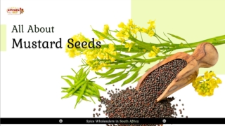 All About Mustard Seeds - Spice Wholesalers in South Africa - Kitchenhutt Spices