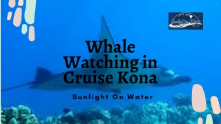 Get Enjoy with Whale Watching in Cruise Kona