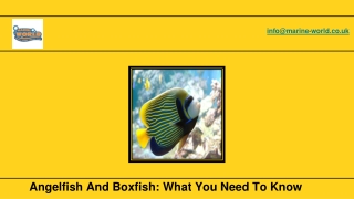 Angelfish And Boxfish What You Need To Know