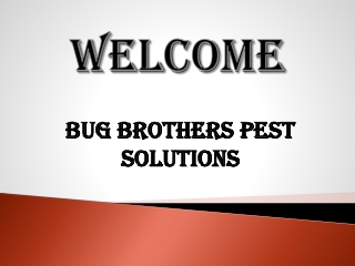 Bed Bugs in Stirling