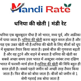 धनिया की खेती  मंडी रेट