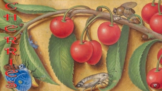 Cherries 17