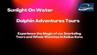 Book Now Dolphin Adventures Tours Online