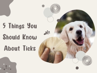 5 Things you Should know About Ticks