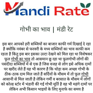 गोभी का भाव  मंडी रेट