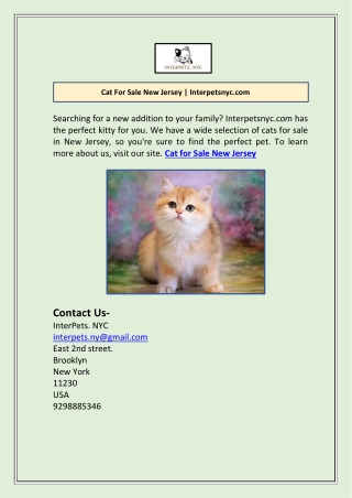 Cat For Sale New Jersey | Interpetsnyc.com