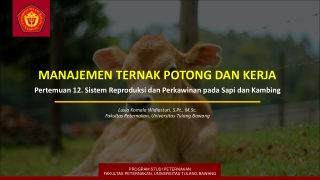 Sistem Reproduksi dan Manajemen Perkawinan pada Sapi dan Kambing - Feedlot