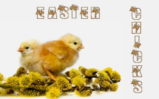 Easter Chicks (Judith)