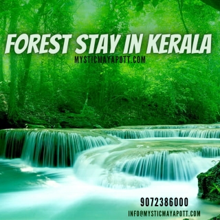 Forest stay in kerala