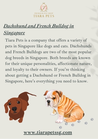 Dachshund and French Bulldog in Singapore