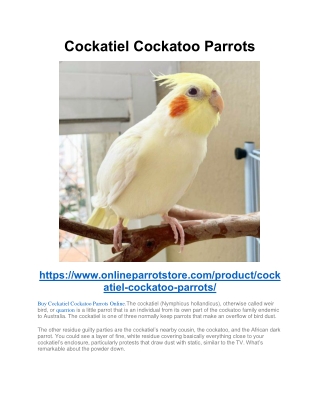 Cockatiel Cockatoo Parrots