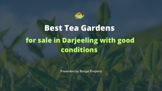 Best Tea Gardens for sale in Darjeeling with good conditions