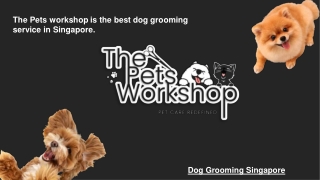 The Petsworkshop is the best dog grooming service in Singapore.