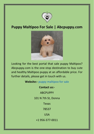 Puppy Maltipoo For Sale  Abcpuppy