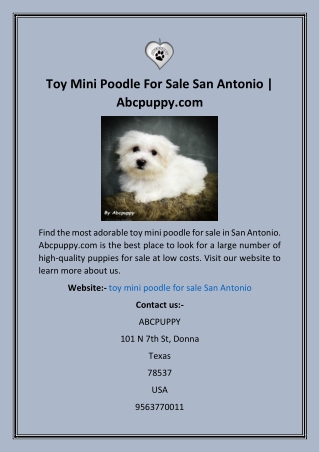 Toy Mini Poodle For Sale San Antonio  Abcpuppy