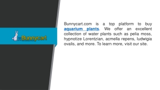 Aquarium Plants  Bunnycart.com