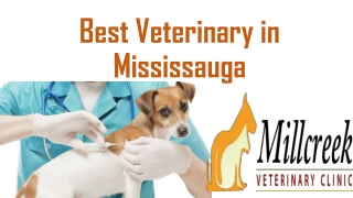Best Veterinary in Mississauga