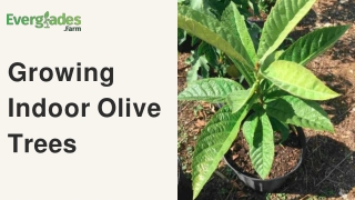 Growing Indoor Olive Trees