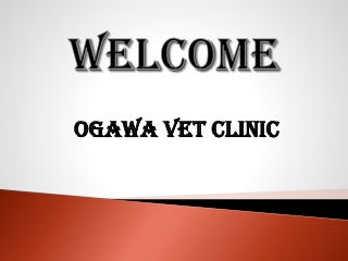 Holistic Vet in Brunswick