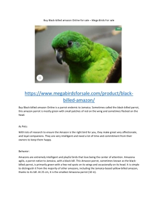Buy Black Billed Amazon Parrot Online – For Sale