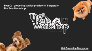 Best Cat grooming service provider in Singapore — The Pets Workshop